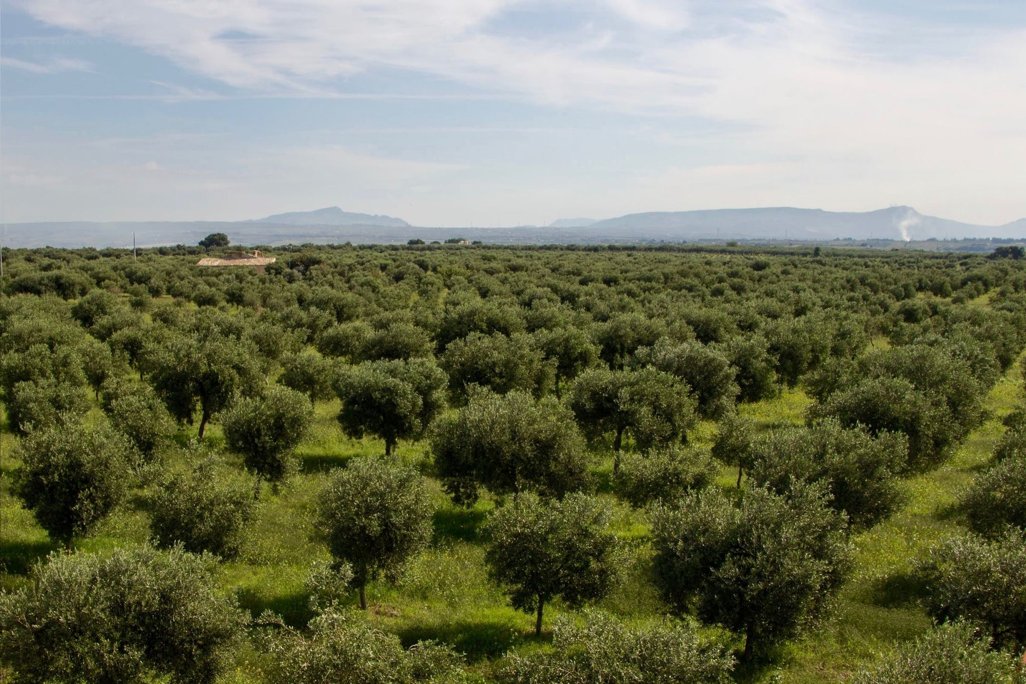 A green olive grove field
