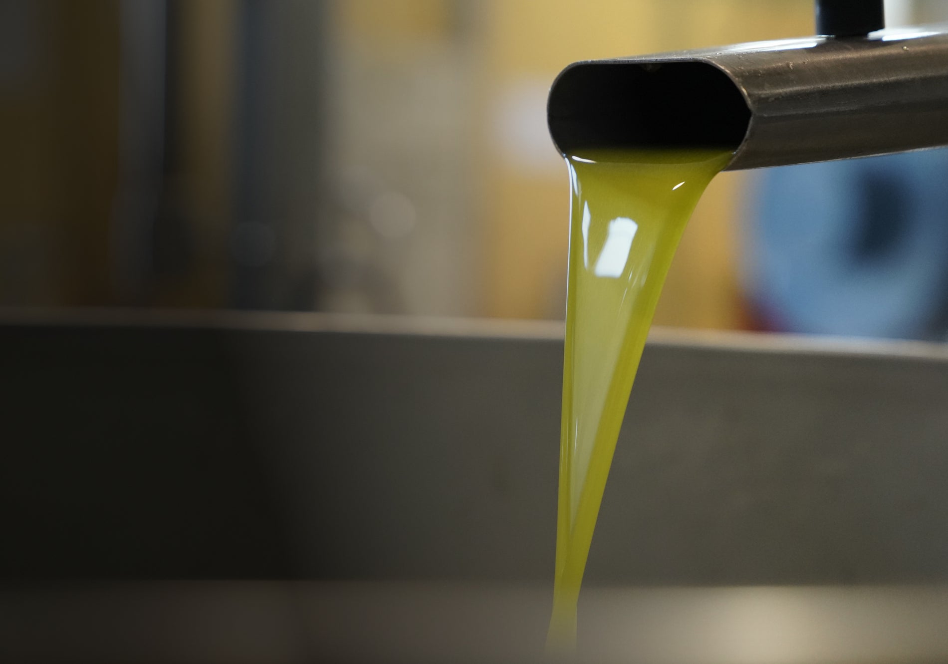 A close-up shot of fresh olive oil flowing from a spout into a container, showing the vibrant yellow-green color of the oil
