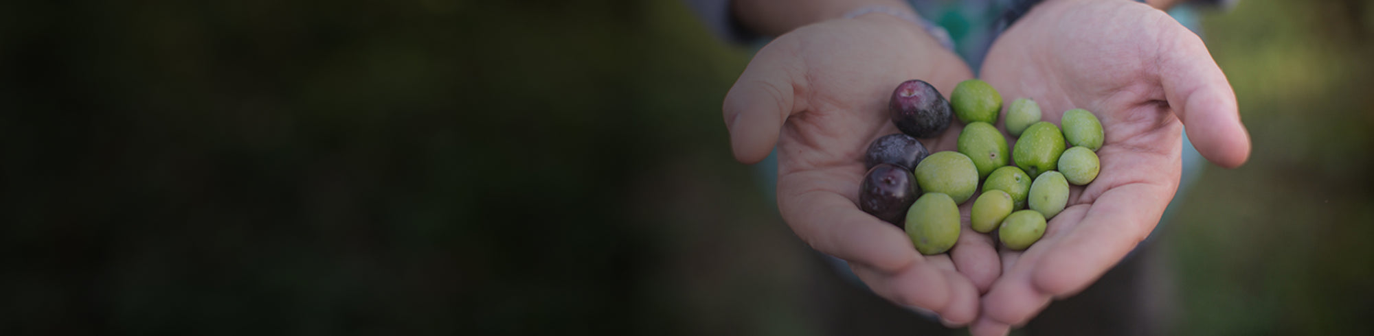 Two hands holding gently green and black olives