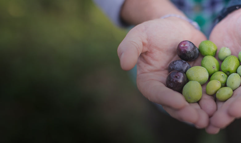 Two hands holding gently green and black olives