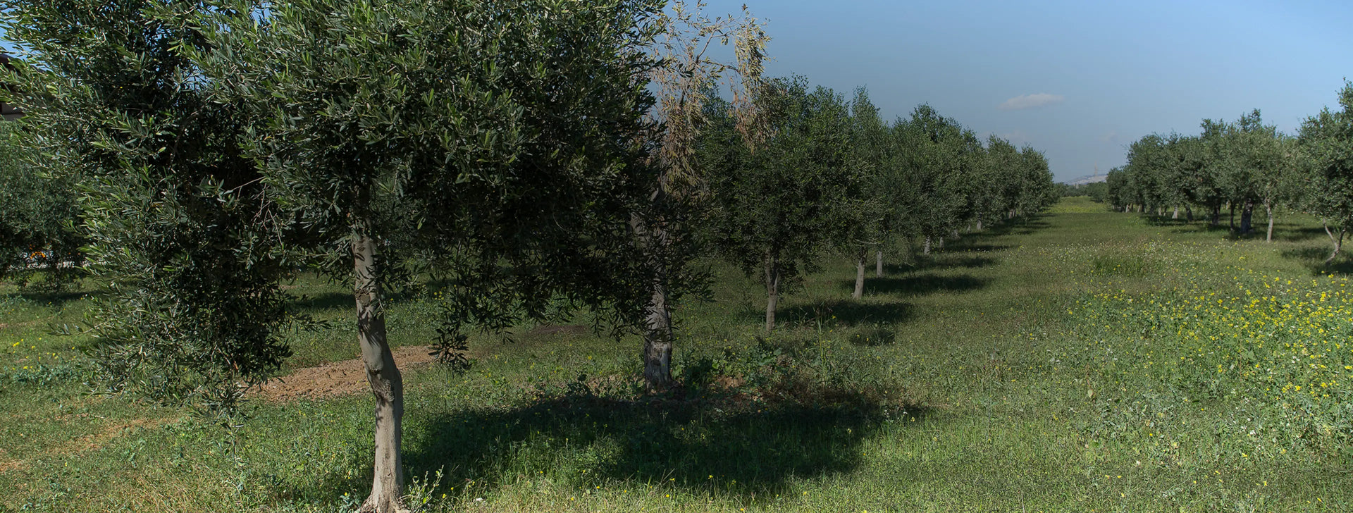 Row of trees in a field with a clear sky