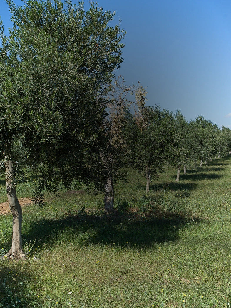 Olive trees in an orchard with a clear blue sky